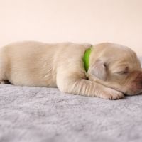 Chiots lof golden retriever #2