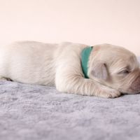 Chiots lof golden retriever #3