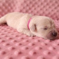 Chiots lof golden retriever #4