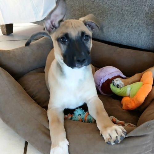 Draco chiot male
