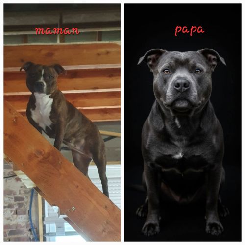 Chiots stafforshire bull terrier