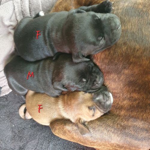 Chiots stafforshire bull terrier #2