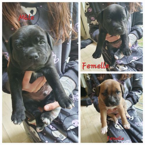 Chiots stafforshire bull terrier #3