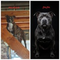 Chiots stafforshire bull terrier #0