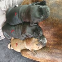 Chiots stafforshire bull terrier #2