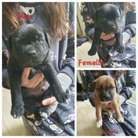 Chiots stafforshire bull terrier #3