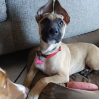 Draco chiot male #10