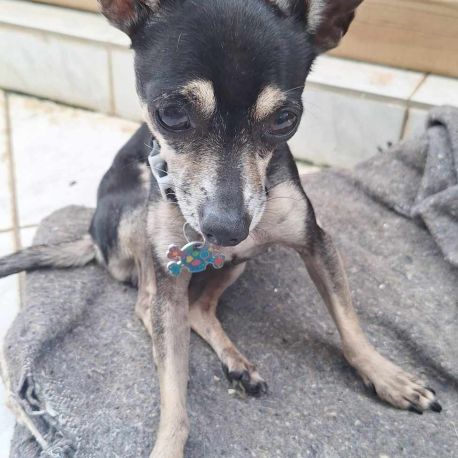 Ziggy le petit pinscher #3