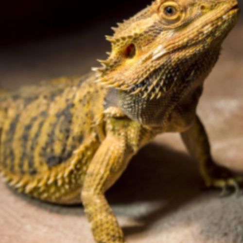 Donne pogona en parfaite santé