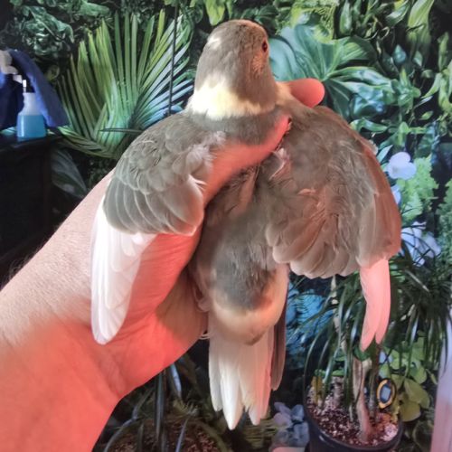 3 jeunes kakarikis de 3 mois #1