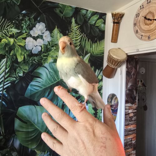 3 jeunes kakarikis de 3 mois #2