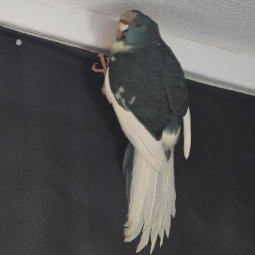 3 jeunes kakarikis de 3 mois #3