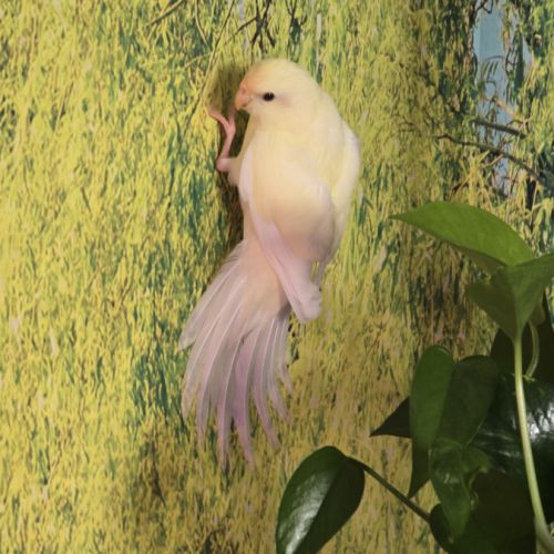 3 jeunes kakarikis de 3 mois #6