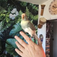 3 jeunes kakarikis de 3 mois #2