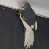 3 jeunes kakarikis de 3 mois #3