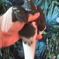 3 jeunes kakarikis de 3 mois #0