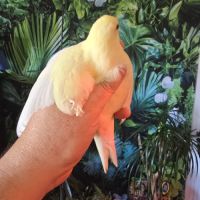 3 jeunes kakarikis de 3 mois #5