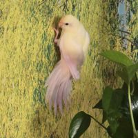 3 jeunes kakarikis de 3 mois #6