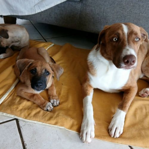 Lucius chiot male #4