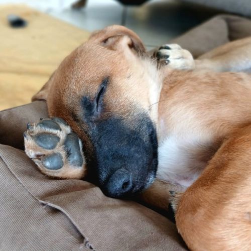 Lucius chiot male #6