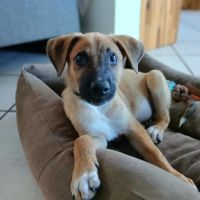 Lucius chiot male #5