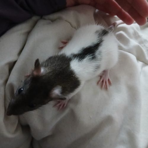 Donne petits rats #2