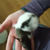 Donne petits rats #0