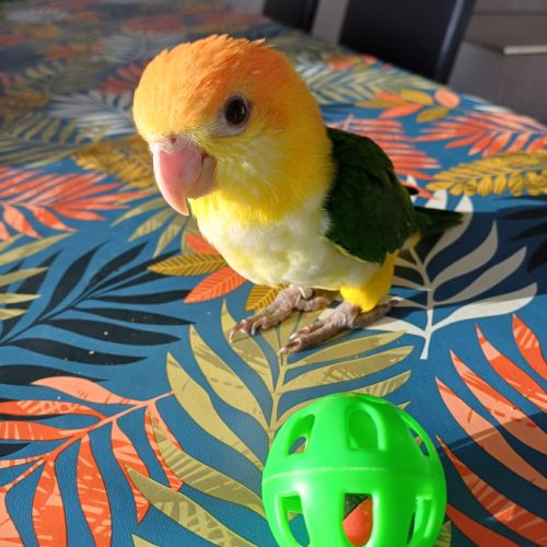 Caique a tête orange #1