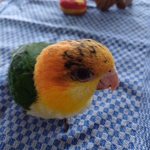 Caique a tête orange #2