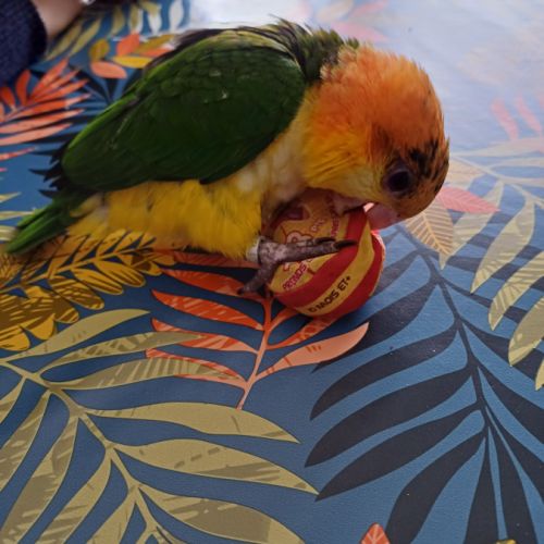 Caique a tête orange #0