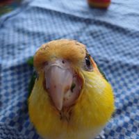 Caique a tête orange #3