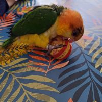 Caique a tête orange