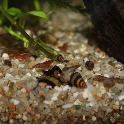 Lot d'escargots anetome helena