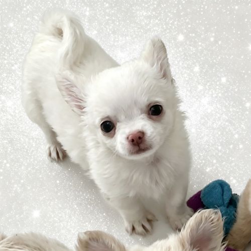 Somptueux petits chihuahuas poils long #3