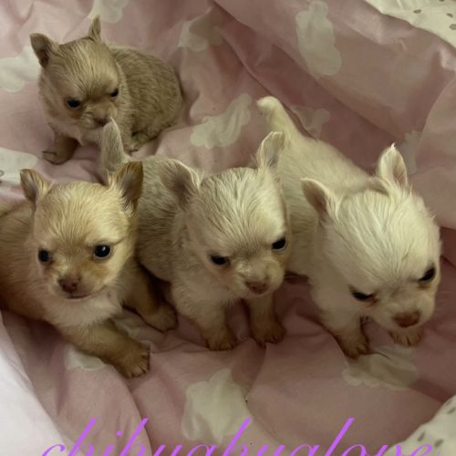 Somptueux petits chihuahuas poils long #1