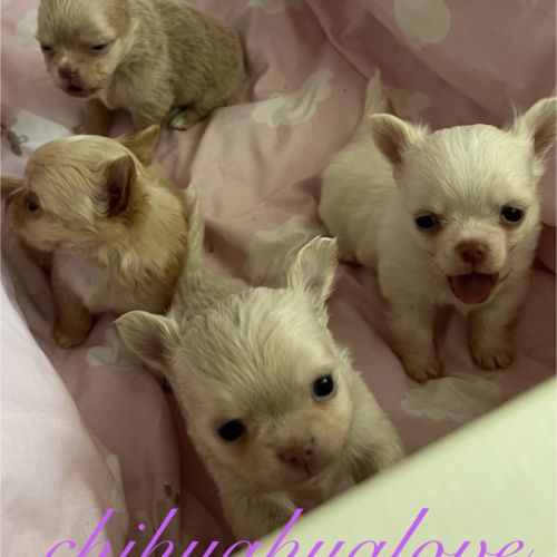 Somptueux petits chihuahuas poils long #3