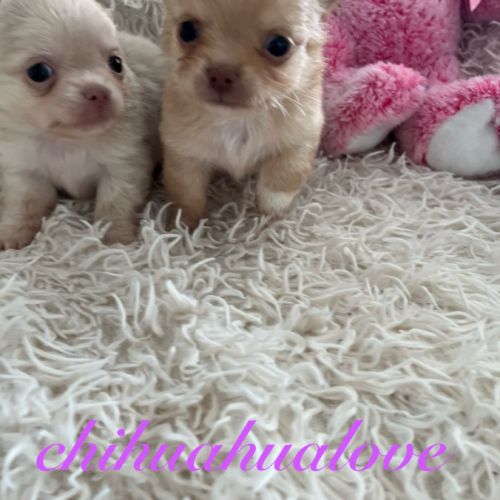 Somptueux petits chihuahuas poils long