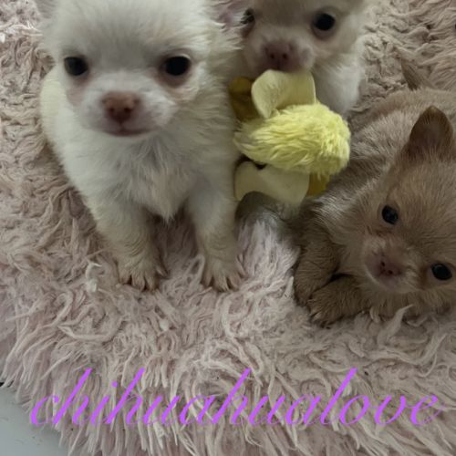 Somptueux petits chihuahuas poils long