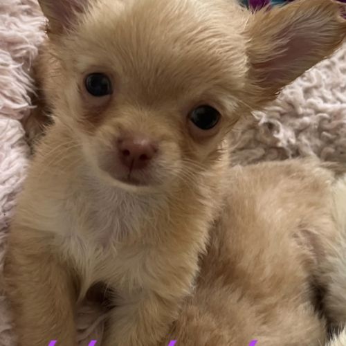 Somptueux petits chihuahuas poils long #3