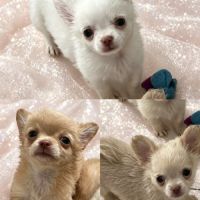 Somptueux petits chihuahuas poils long