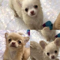 Somptueux petits chihuahuas poils long #2