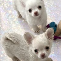Somptueux petits chihuahuas poils long #4
