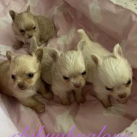 Somptueux petits chihuahuas poils long #1