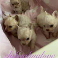Somptueux petits chihuahuas poils long #2