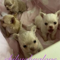 Somptueux petits chihuahuas poils long #3