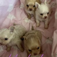 Somptueux petits chihuahuas poils long