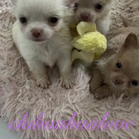 Somptueux petits chihuahuas poils long