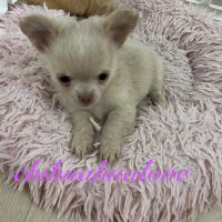 Somptueux petits chihuahuas poils long #1