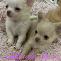 Somptueux petits chihuahuas poils long