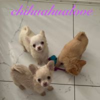 Somptueux petits chihuahuas poils long